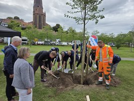 Ein Baum wird im Petripark gepflanzt im Rahmen der Hanse Sail
